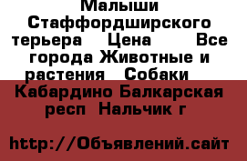 Малыши Стаффордширского терьера  › Цена ­ 1 - Все города Животные и растения » Собаки   . Кабардино-Балкарская респ.,Нальчик г.